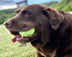 The star has adopted a big dog in his home with whom he loves to play in his spare time.